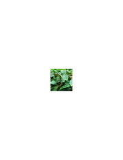 Organic Patchouli essential oil 15 ml