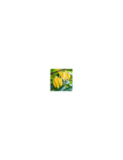 Ylang-Ylang organic essential oil 15 ml