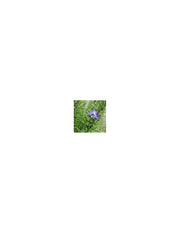 Organic rosemary essential oil 15 ml
