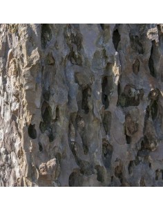 Felsspitze des grünen Berges 2