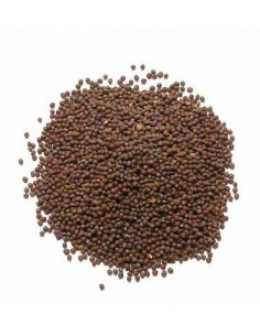 Graines de Moutarde Noire...