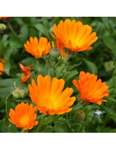 Calendula Bio ätherisches... 2