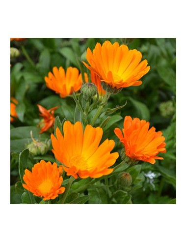 Huile Essentielle Bio Calendula 15 ml