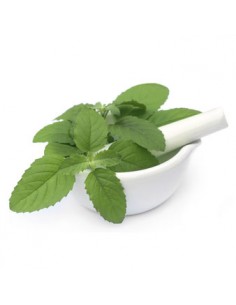 Ätherisches Bio-Basilikumöl... 2