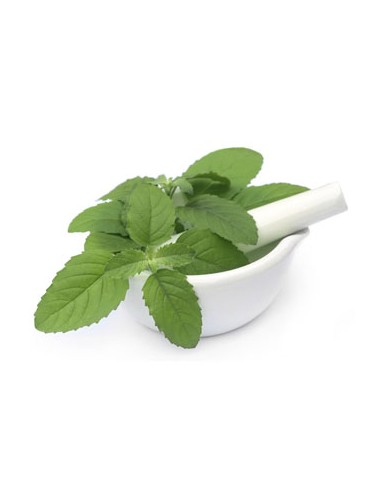 Huile Essentielle Bio Basil 15 ml