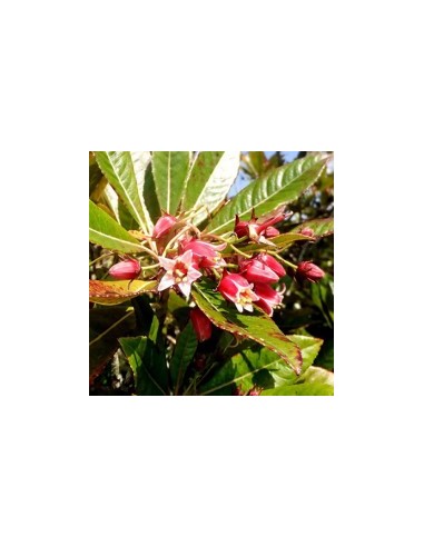 Huile Essentielle Bio Rosewood 15 ml