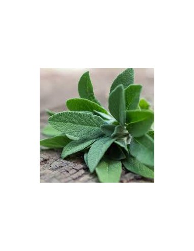 Sage organic essential oil15 ml
