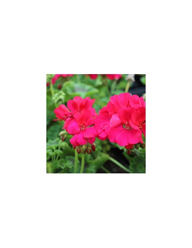 Olio essenziale di Geranio biologico...