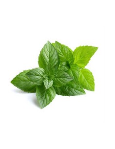 Ätherisches Bio-Minzöl 15 ml 2