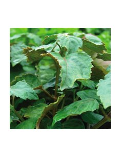 Patchouli ätherisches... 2