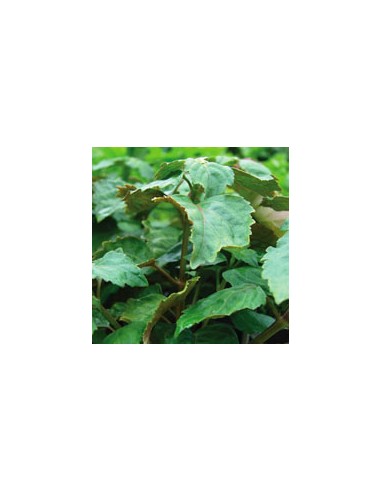 Patchouli organic essential oil 15 ml