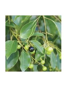 Ravensara ätherisches... 2