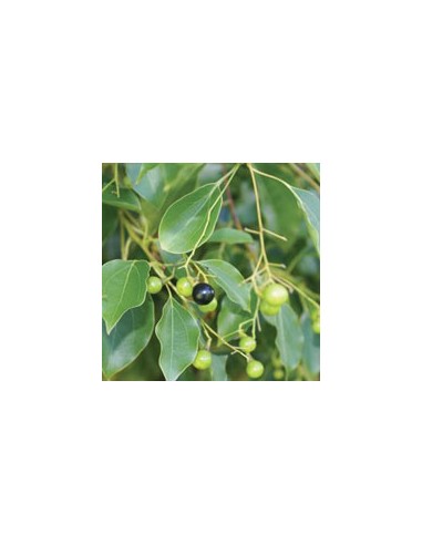 Ravensara organic essential oil 15 ml