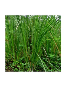 Ätherisches Bio-Öl Vetivert... 2