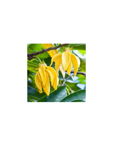 Ätherisches Bio-Ylang-Ylang-Öl 15 ml