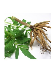 Ätherisches Bio-Baldrianöl... 2