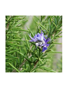 Ätherisches Bio-Rosmarinöl... 2