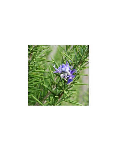 Rosemary organic essential oil 15 ml
