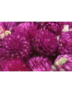 Thé Perpétual Violette au... 2